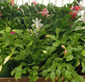 6" Christmas Cactus Assorted 